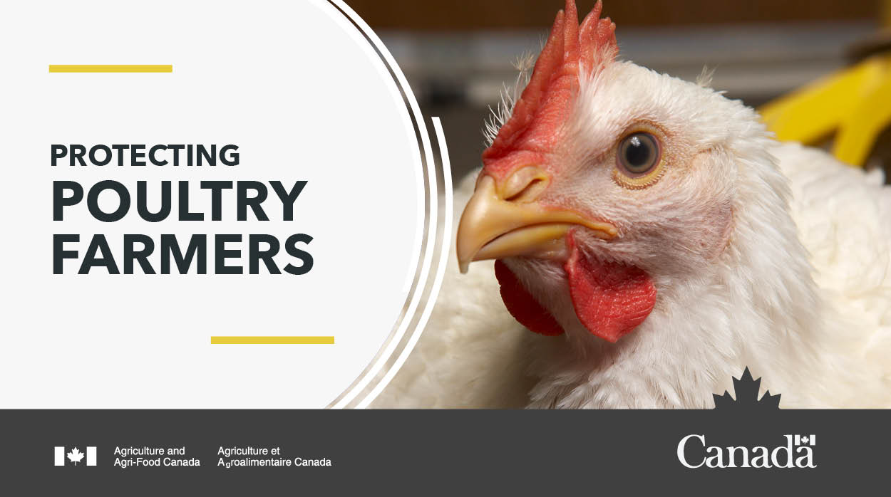 Protecting farmers against the impacts of poultry disease outbreak